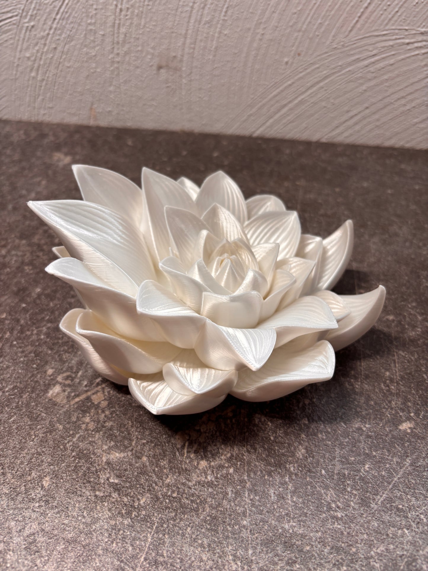 Lotusblume Buchhalter