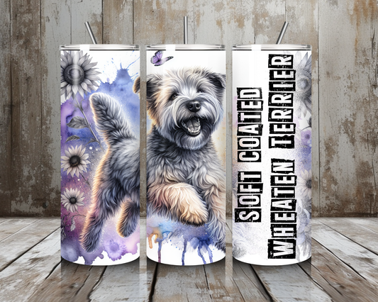 Tumbler Soft Coated Wheaten Terrier
