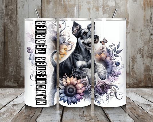 Tumbler Manchester Terrier