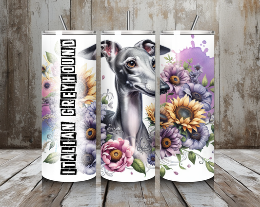 Tumbler Italian Greyhound