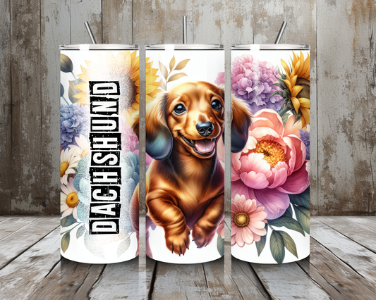 Tumbler Dachshund