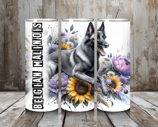 Tumbler Belgian Malinois