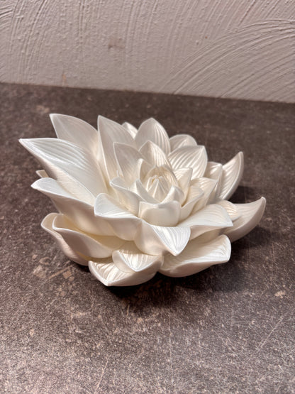Lotusblume Buchhalter
